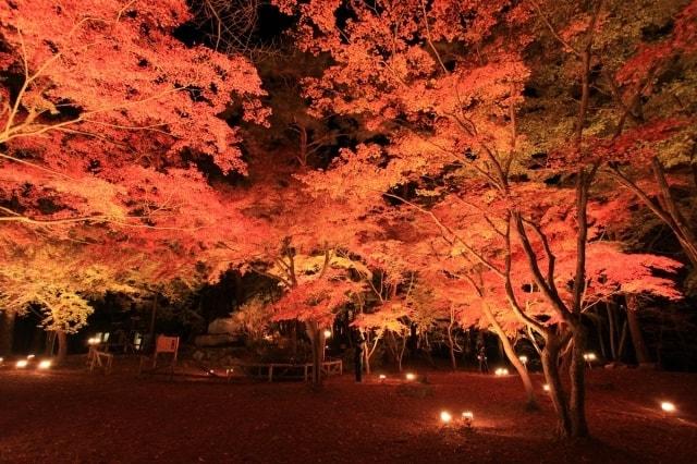 月の石もみじ公園　ライトアップ
