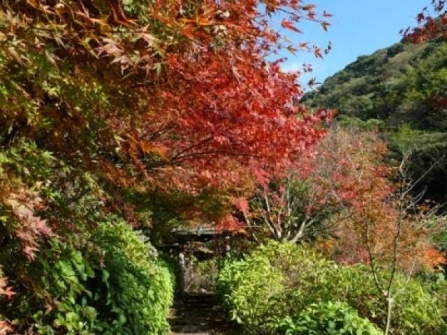 【紅葉・見ごろ】東雲の里あじさい園