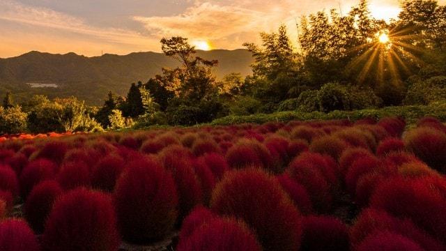 【紅葉・見ごろ】伊賀野の花畑　ほうき草
