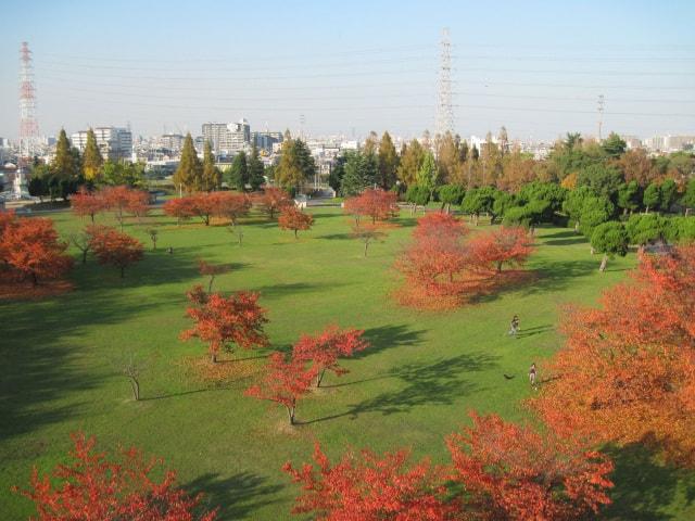 【紅葉・見ごろ】大泉緑地