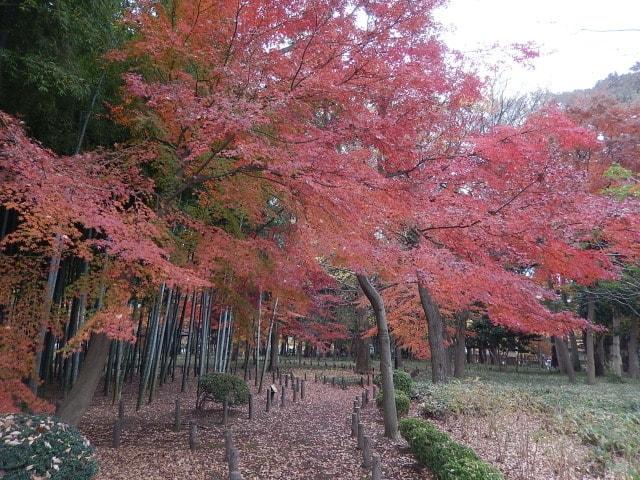 【紅葉・見ごろ】蘆花恒春園