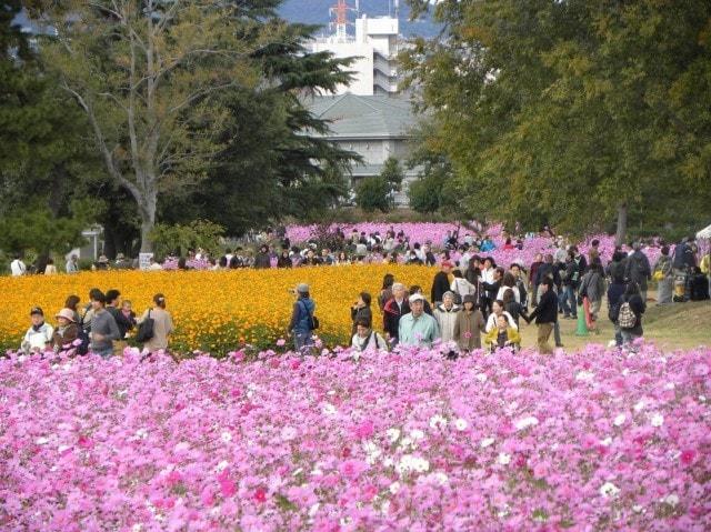 武庫川髭の渡しコスモス園