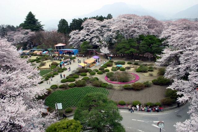 第32回沼田公園桜まつり