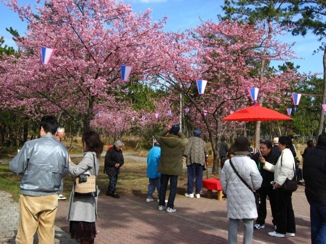 しらこ温泉桜祭り