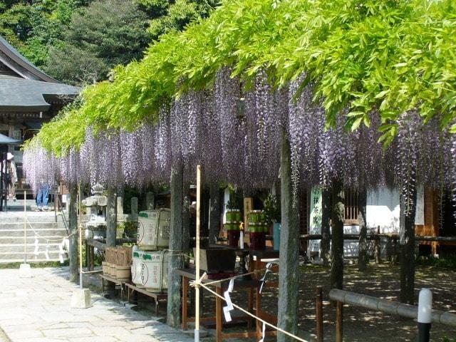 筑紫野市祭二日市温泉藤まつり＜中止となりました＞