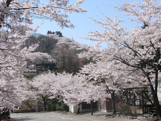 桜山公園　春の桜まつり＜中止となりました＞