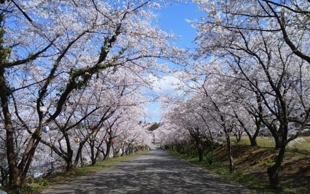 【桜・見ごろ】山室桜並木（愛称：あらた坂）