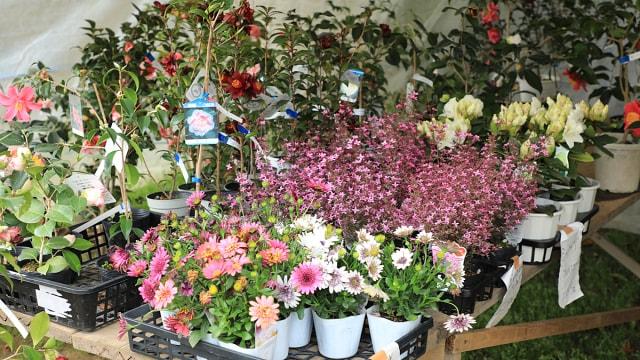 玉藻公園　春の植木市＜中止となりました＞