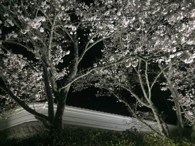 銅栄山光明寺　夜桜ライトアップ