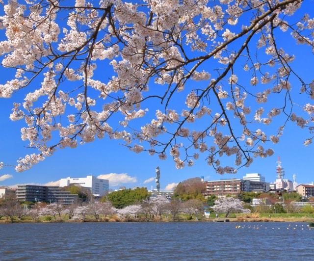 【桜・見ごろ】千波湖