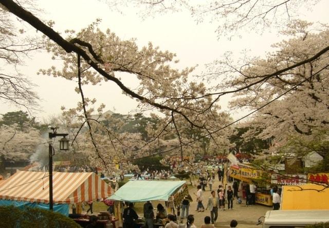 【桜・見ごろ】あきた千秋公園