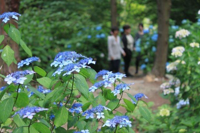 植物レッスン「アジサイの育て方」