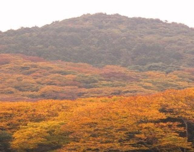 【紅葉・見ごろ】横川のけやき