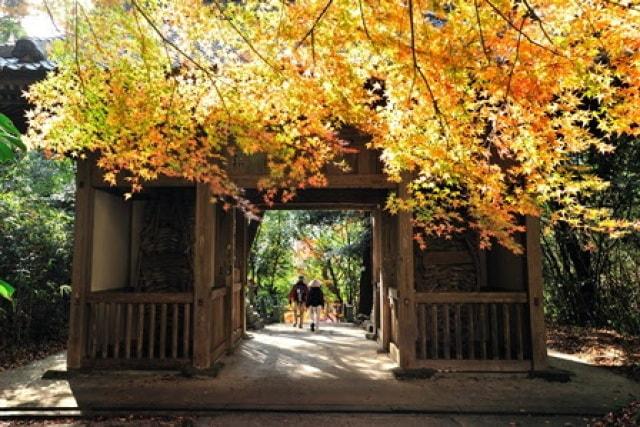 【紅葉・見ごろ】弥谷寺