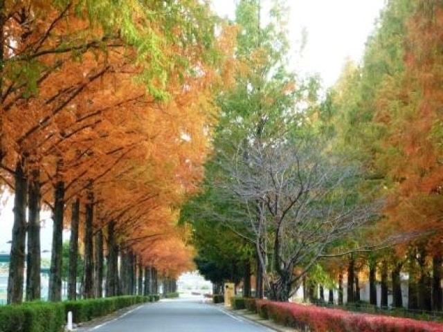 【紅葉・見ごろ】維新百年記念公園
