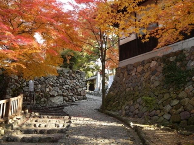 【紅葉・見ごろ】国宝犬山城