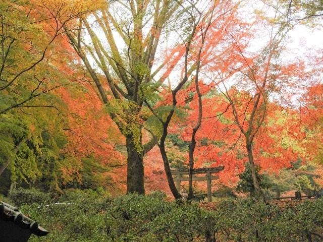 【紅葉・見ごろ】奥河内もみじ公園