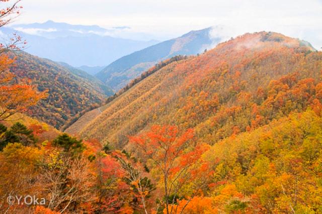 【紅葉・見ごろ】十津川村の紅葉ライン林道川津今西線