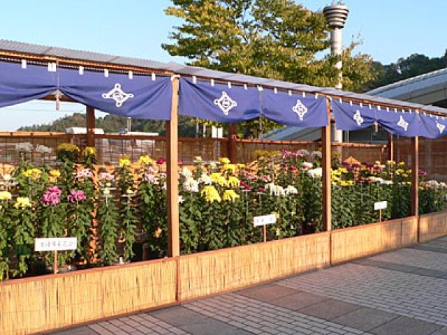 菊花展