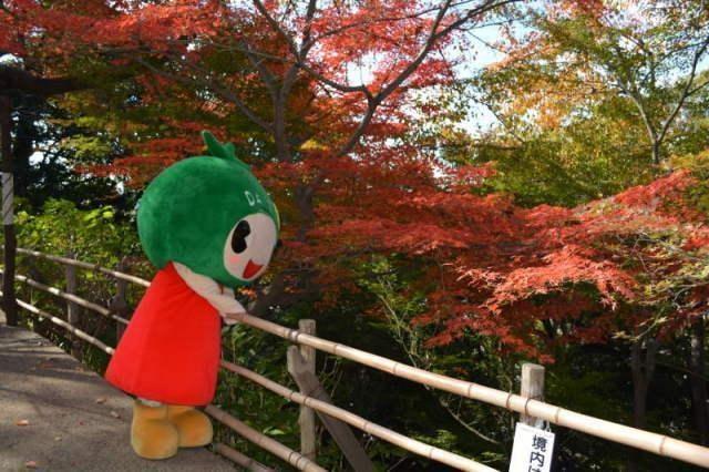 【紅葉・見ごろ】野崎観音