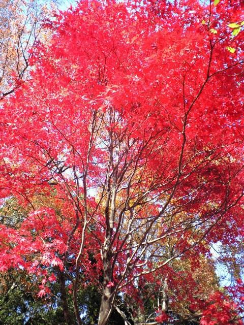【紅葉・見ごろ】足柄森林公園　丸太の森