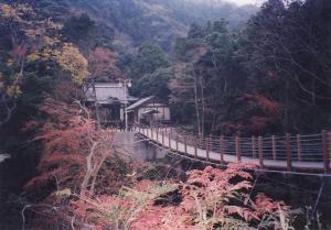 【紅葉・見ごろ】南房総市かじか橋