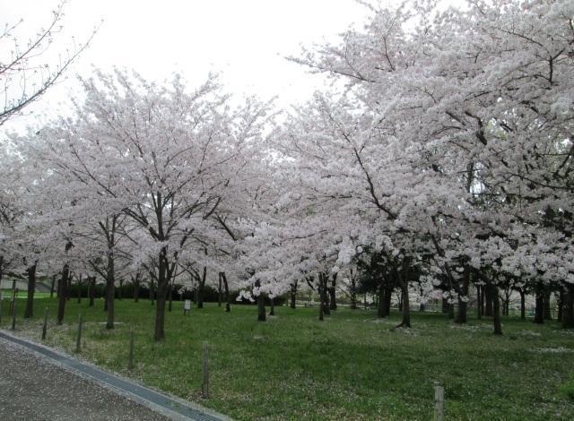 【桜・見ごろ】深北緑地
