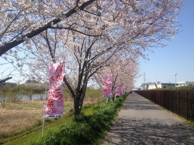 【桜・見ごろ】小櫃川堤防・木更津市老人福祉センター