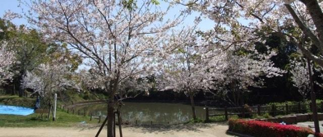 天神山さくらまつり＜中止となりました＞