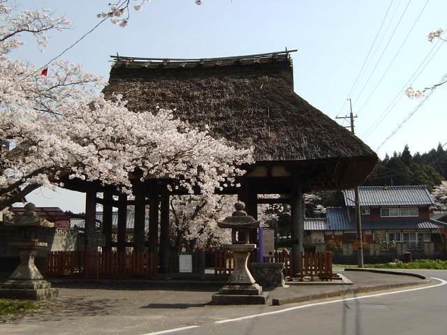 【桜・見ごろ】新宮神社