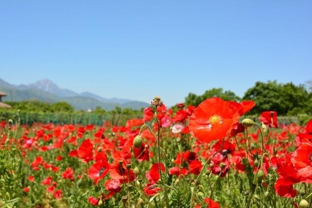 【花・見ごろ】岩森の花畑（ポピー）