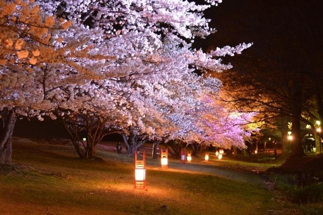 【桜・見ごろ】信玄堤公園