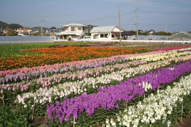 【花・見ごろ】平磯のお花畑