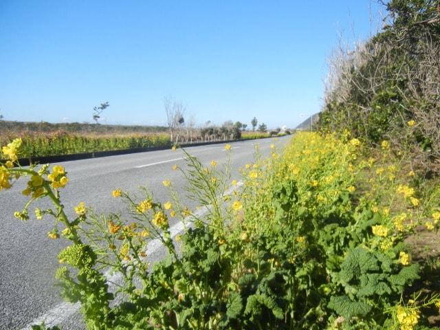【花・見ごろ】フラワーラインの菜の花