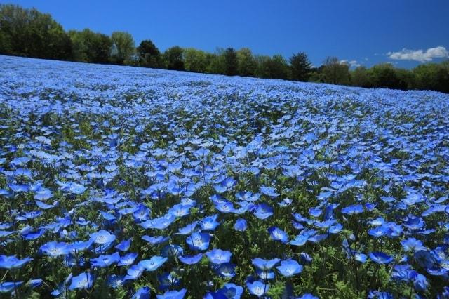 【花・見ごろ】国営武蔵丘陵森林公園　ネモフィラ