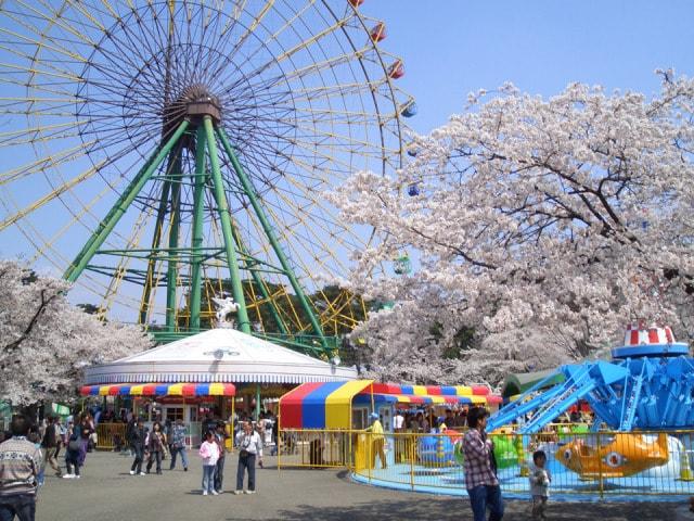 【桜・見ごろ】華蔵寺公園