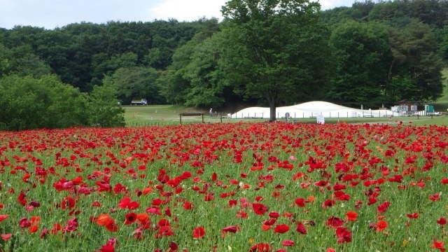 【花・見ごろ】国営武蔵丘陵森林公園 シャーレーポピー＜中止となりました＞
