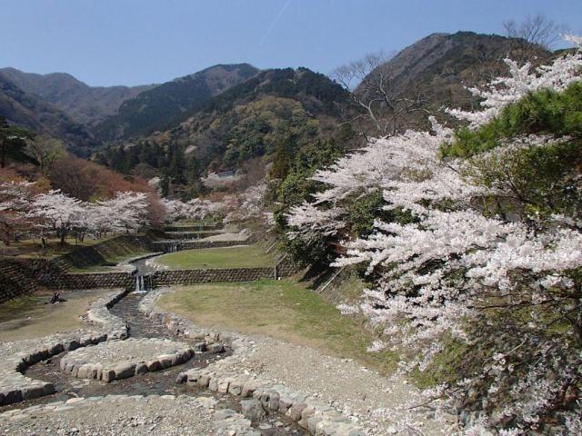 【桜・見ごろ】養老公園
