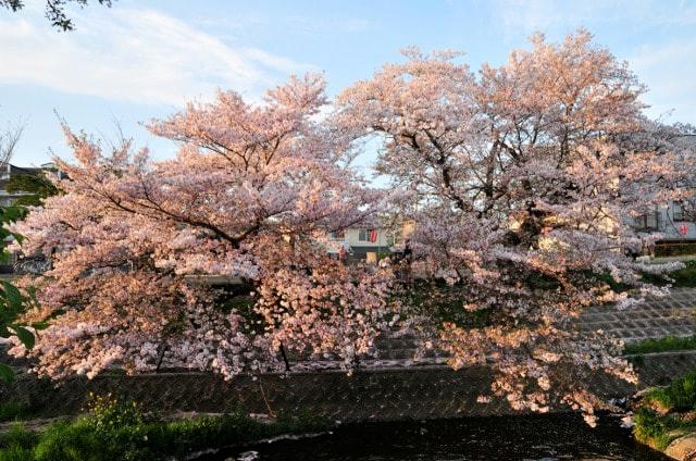 佐保川桜まつり燈火会（令和3年）