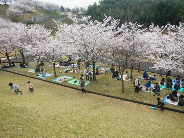 【桜・見ごろ】さぬき空港公園