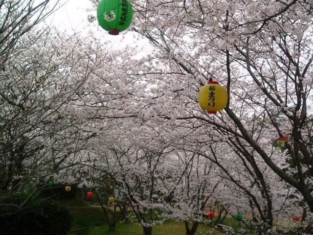 【桜・見ごろ】滝宮公園