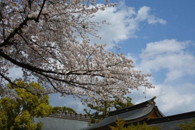 【桜・見ごろ】寒川神社