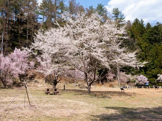 三ッ峠さくら公園の夜間桜ライトアップ