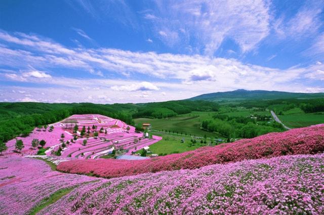 【花・見ごろ】ひがしもこと芝桜公園＜中止となりました＞