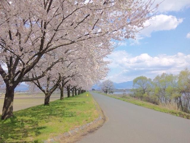 【桜・見ごろ】溝延桜つづみ