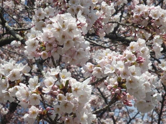 【桜・見ごろ】紫波町　城山公園