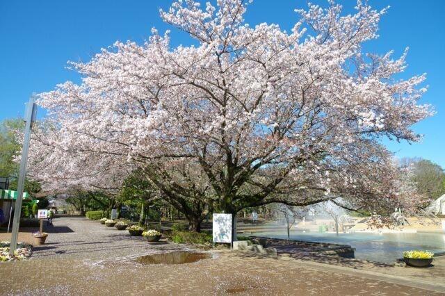 さくらまつり　ふなばしアンデルセン公園