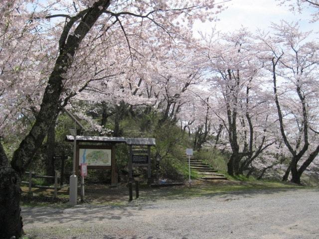 【桜・見ごろ】八乙女公園
