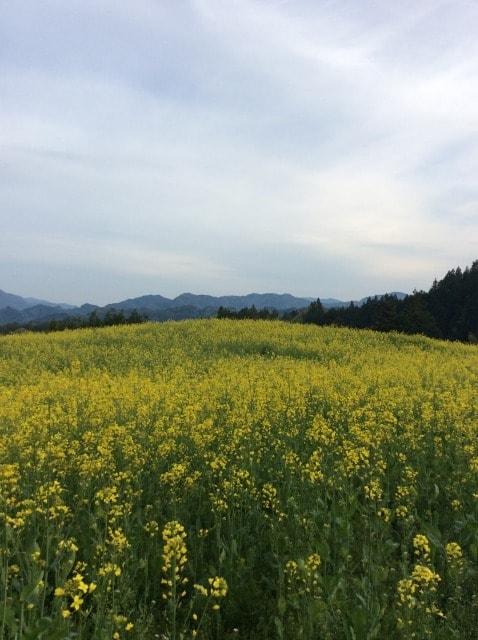 【花・見ごろ】平石農場菜の花畑