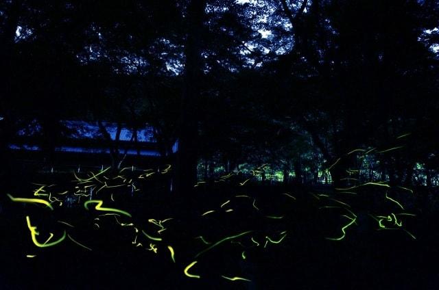 法多山ホタル祭り＜中止となりました＞
